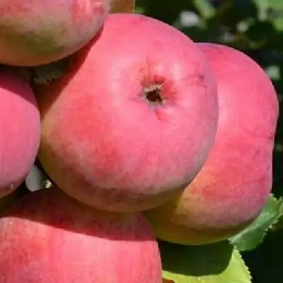 Яблоня ВЭМ-РОЗОВЫЙ в Могилёве