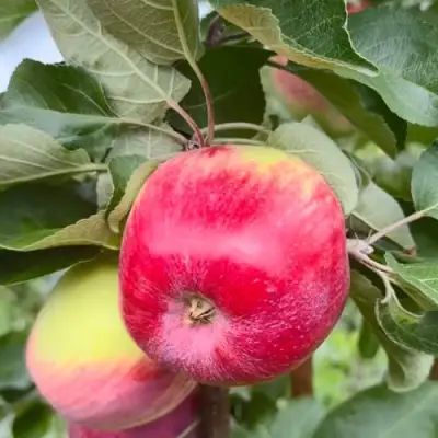 Яблоня АРБАТ колонновидная в Могилёве