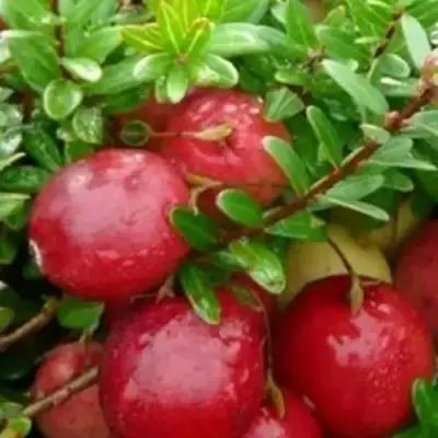 Клюква ХОЛЬШТАЙН в Могилёве