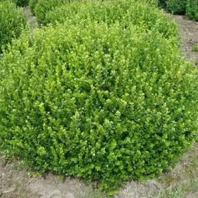 Самшит ФОЛКНЕР в Могилёве