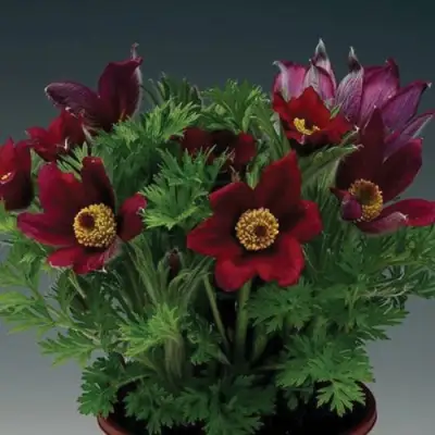 Прострел ПИНВИЛ РЕД ШЕЙДЕС в Могилёве