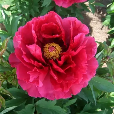 Пион КРАСНЫЙ ГИГАНТ древовидный в Могилёве