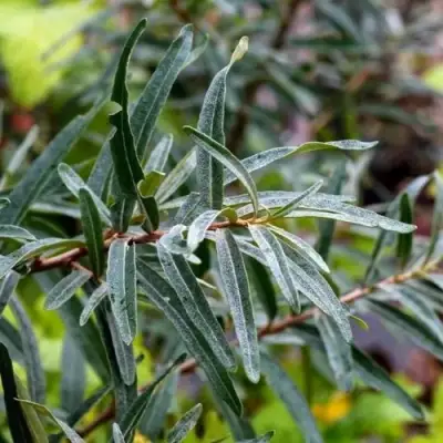 Облепиха АДАМ (МУЖСКАЯ) в Могилёве