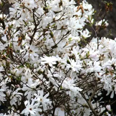 Магнолия СТЕЛЛАТА в Могилёве