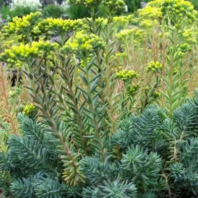 Очиток (седум) отогнутый в Могилёве