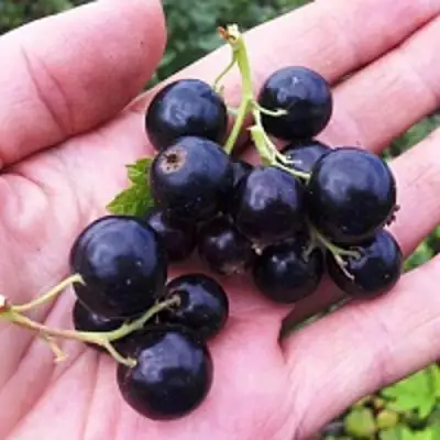 Смородина чёрная ГЕРКУЛЕС в Могилёве