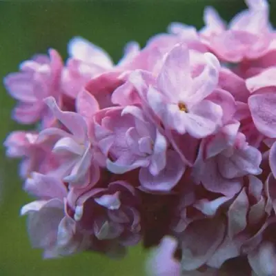 Сирень КАТЕРИНА ХАВЕМЕЙЕР в Могилёве