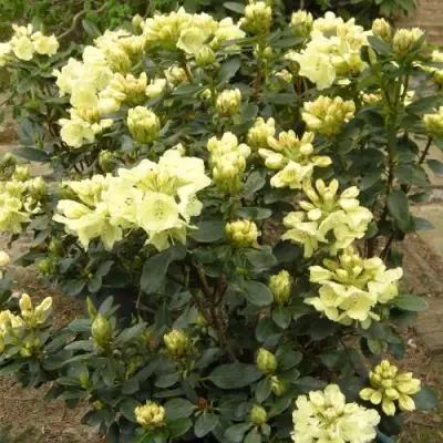 Рододендрон ГОЛДКРОН в Могилёве