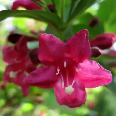 Вейгела БРИСТОЛЬ РУБИ в Могилёве