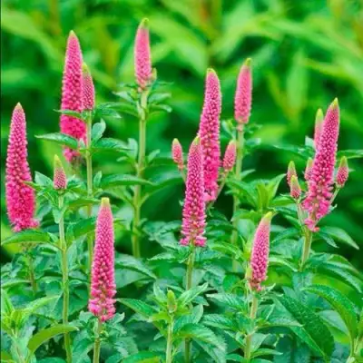 Вероника РОНИКА ФУКСИЯ в Могилёве