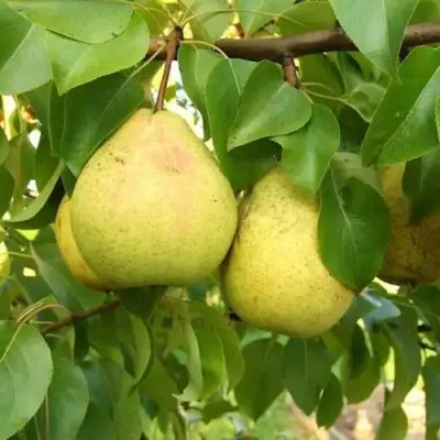 Груша ВЕЛИКАЯ ЛЕТНЯЯ (БОЛЬШАЯ ЛЕТНЯЯ) в Могилёве