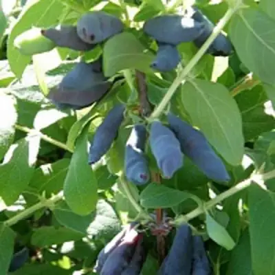 Жимолость съедобная НИМФА (ГАММА) в Могилёве