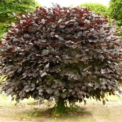 Бук лесной АТРОПУНИЦЕА в Могилёве