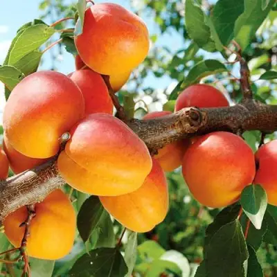 Абрикос ТРИУМФ СЕВЕРНЫЙ в Могилёве