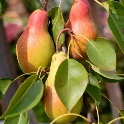 Груша РУССКАЯ КРАСАВИЦА (КРАСАВИЦА ЧЕРНЕНКО) в Могилёве