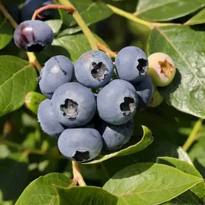 Голубика ШАНТЕКЛЕР в Могилёве