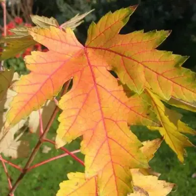 Клен серебристый в Могилёве