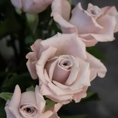 Роза МЕНТА чайно-гибридная в Могилёве