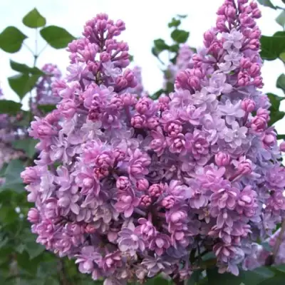 Сирень КОЛХОЗНИЦА в Могилёве