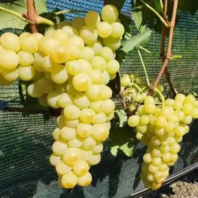Виноград КИШМИШ ЗОЛОТЦЕ в Могилёве