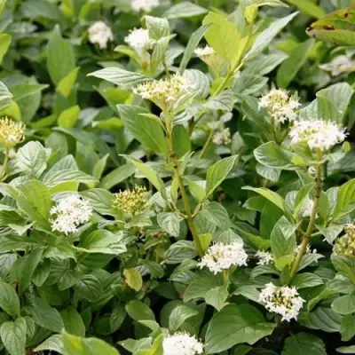 Дерен ФЛАВИРАМЕА отпрысковый в Могилёве