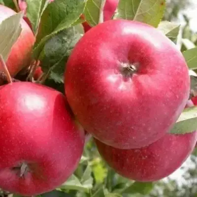 Яблоня ПОСПЕХ в Могилёве