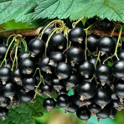 Смородина черная БЕН КОНАН в Могилёве