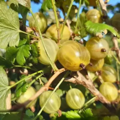 Крыжовник БЕЛОРУCСКИЙ САХАРНЫЙ 2 в Могилёве