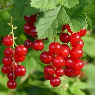 Смородина красная РОНДОМ в Могилёве