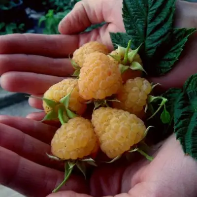 Малина ЗЮГАНА ЗОЛОТАЯ в Могилёве