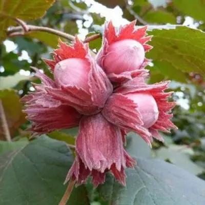 Фундук СКАРЛЕТТ в Могилёве