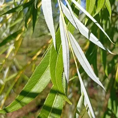 Ива ВИТЕЛЛИНА белая  в Могилёве