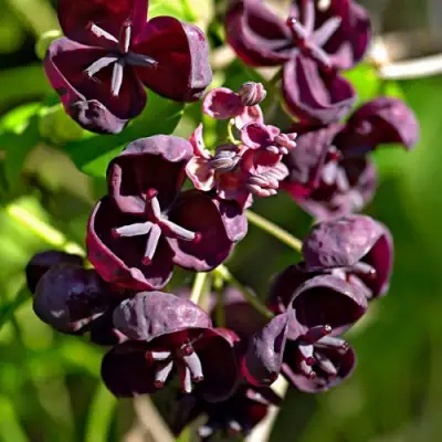 Акебия ПЯТЁРНАЯ  в Могилёве