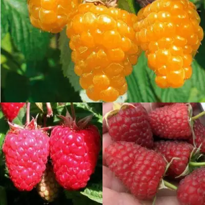 Комплект ЗОЛОТАЯ МАЛИНА в Могилёве