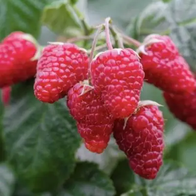 Малина МАРОСЕЙКА в Могилёве