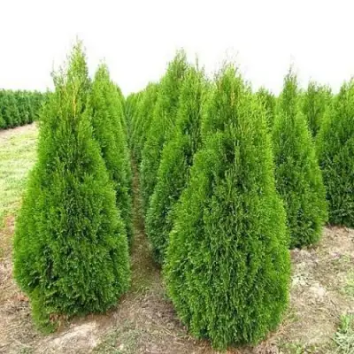 Туя СМАРАГД западная в Могилёве