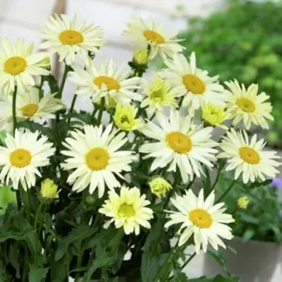 Нивяник БРОДВЕЙ ЛАЙТС великолепный в Могилёве