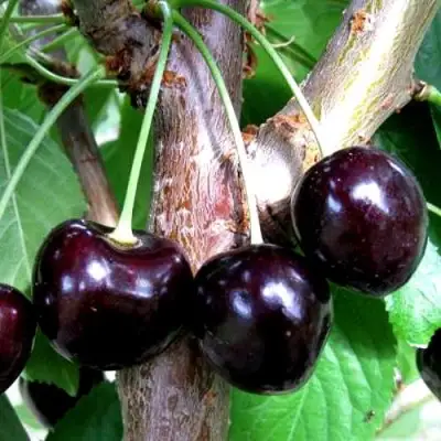 Вишня ШОКОЛАДНИЦА в Могилёве