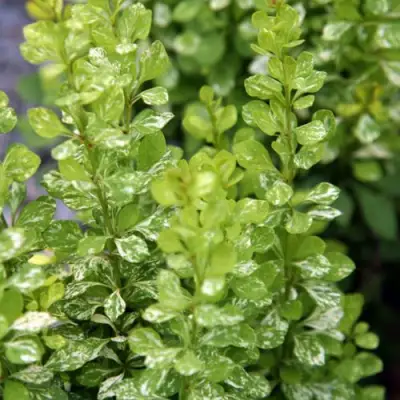 Барбарис ПАУ ВАУ тунберга в Могилёве