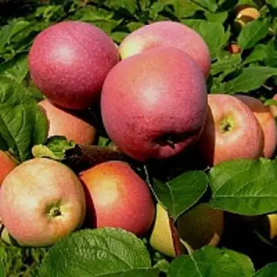 Яблоня СЛАВА ПОБЕДИТЕЛЯМ в Могилёве