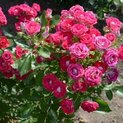 Роза ШОНЕ КОБЛЕНЦЕРИН флорибунда в Могилёве