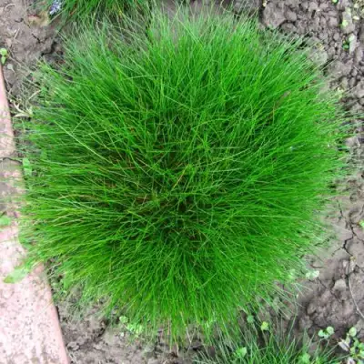 Овсяница ГОТЬЕ в Могилёве