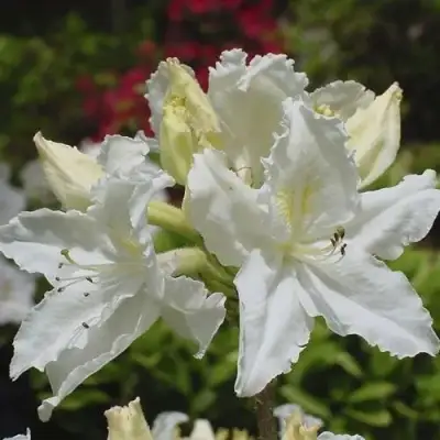 Азалия ОКСИДОЛ листопадная в Могилёве