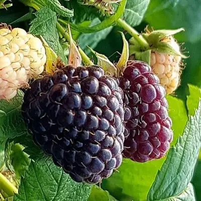 Малина БЛЭК ПОЛЬКА (ХЕБАН) в Могилёве