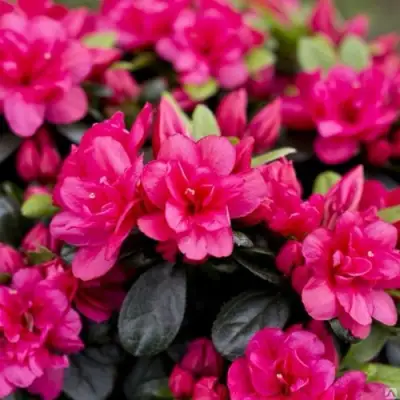 Азалия КАНЗОНЕТТА японская в Могилёве