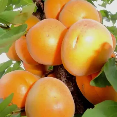 Абрикос ДЕСЕРТНЫЙ в Могилёве