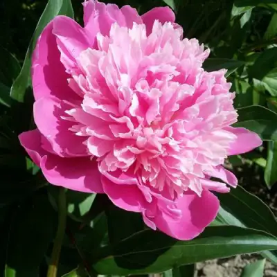 Пион ГОЛУБАЯ ХРИЗАНТЕМА травянистый в Могилёве