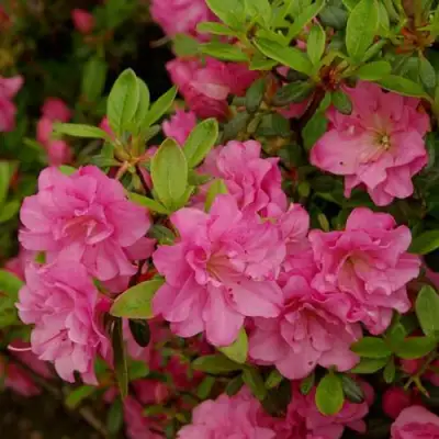 Азалия РОЗИНЕТТА японская в Могилёве