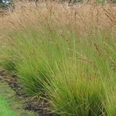 Молиния ПОЛ ПЕТЕРСОН голубая в Могилёве