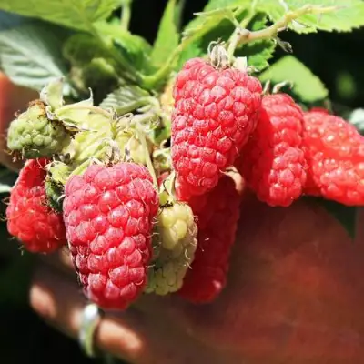 Малина ПАТРИЦИЯ в Могилёве